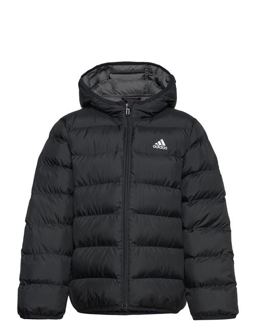 J Sd Jkt Adidas Sportswear Black