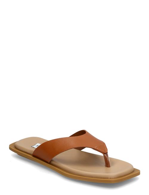 Splash Sandals Steve Madden Brown