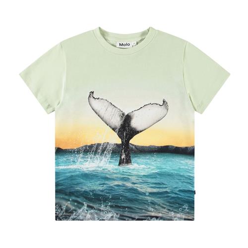 Molo Rame Short Sleeve T-Shirt Whale Tail 140 cm  Blå  140 cm  mand