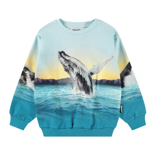 Molo Monti Sweatshirt Whale Jump 104cm  Blå  104 cm  mand