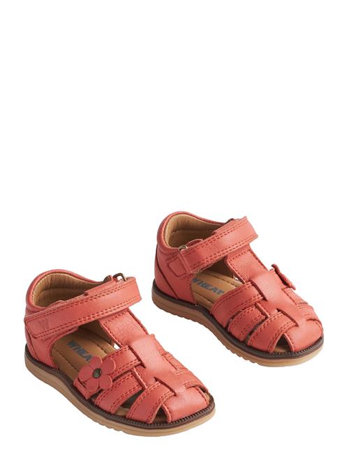 Sandal Sky Flower Wheat Coral