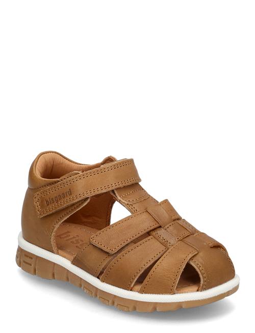 Bisgaard Angus Bisgaard Brown