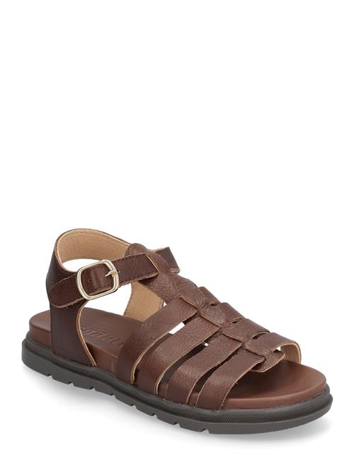 Bisgaard Bera Bisgaard Brown