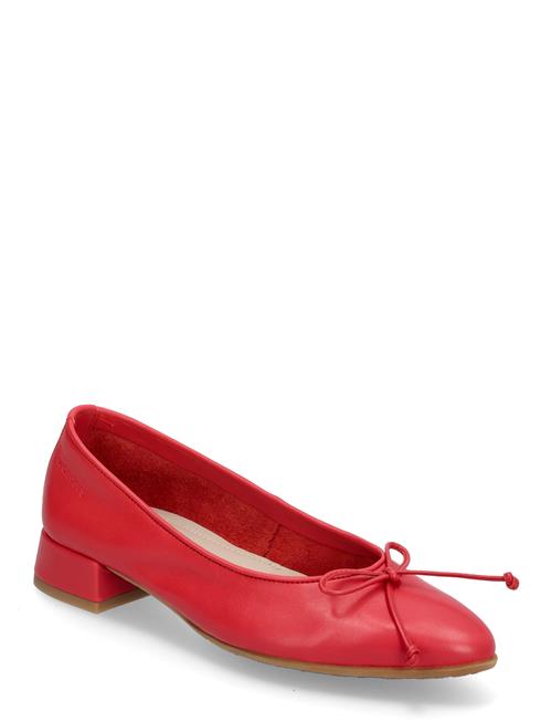 Dari Wonders Red