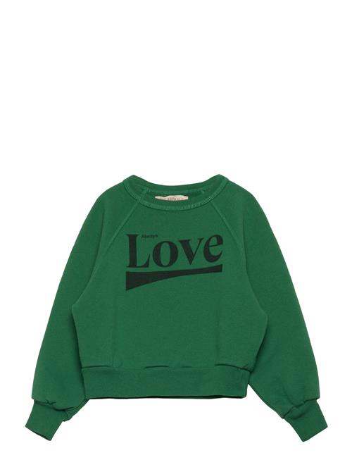 Shark Kid Sweatshirt Green THE ANIMALS OBSERVATORY Green