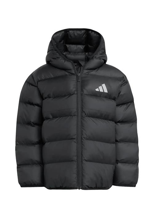 Lk Sd Jkt Adidas Sportswear Black