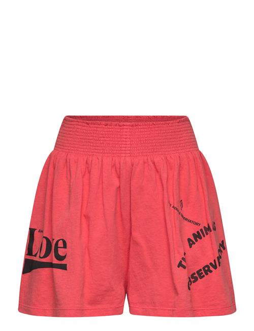 THE ANIMALS OBSERVATORY | Ostrich Kid Shorts Red | 8 Y