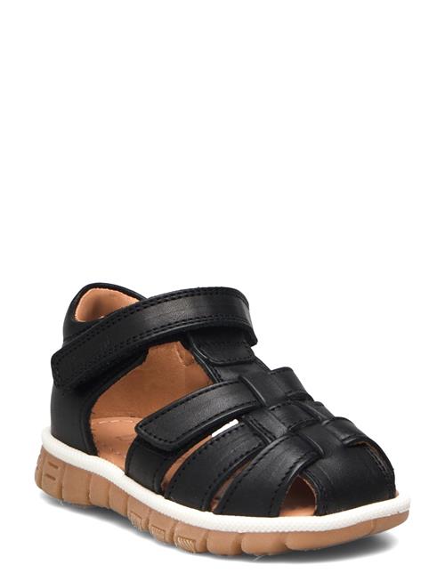 Bisgaard | Bisgaard Angus | 21