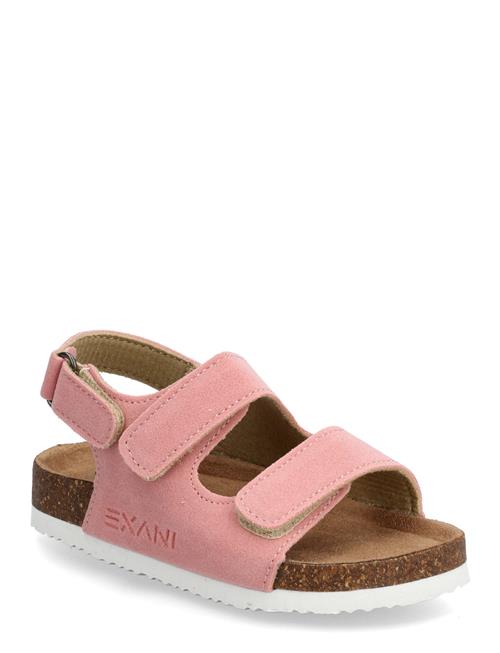 Exani | Spectra K | 26