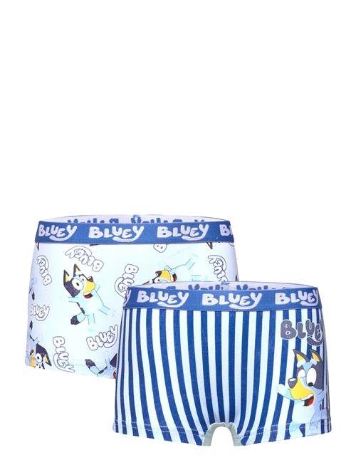 Bluey | Boxer | 110/116