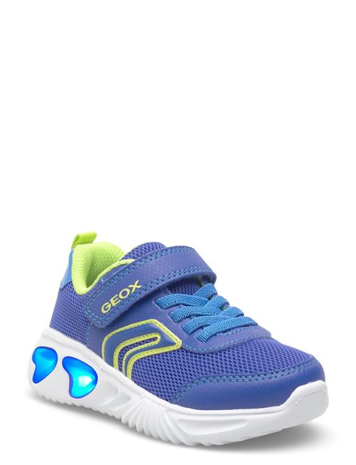 GEOX | J Assister Boy C | 33
