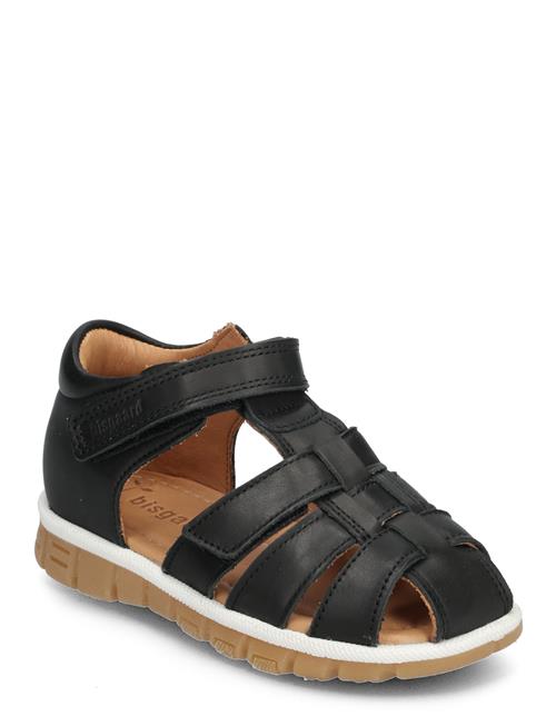 Bisgaard | Bisgaard Angus | 27/16.9CM