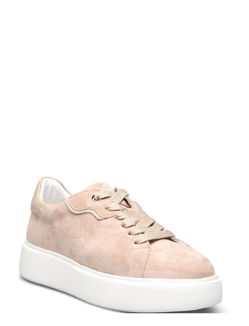 Dasia | Ardisia | 40