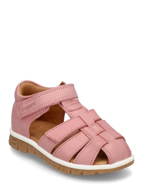 Bisgaard | Bisgaard Angus | 27