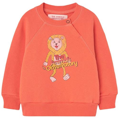 The Animals Observatory Jackal Baby Sweatshirt Salmon 12 months    12 måneder  Drenge