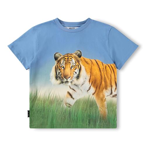 Molo GOTS Rubin T-shirt Tiger On Blue  Tiger on Blue 140 cm  Blå  140 cm  Drenge