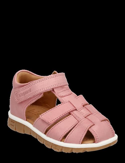 Bisgaard | Bisgaard Angus | 24