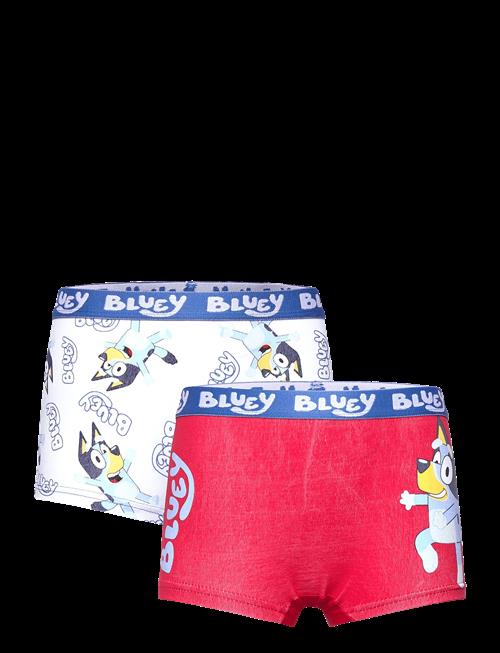 Bluey | Boxer | 104/110